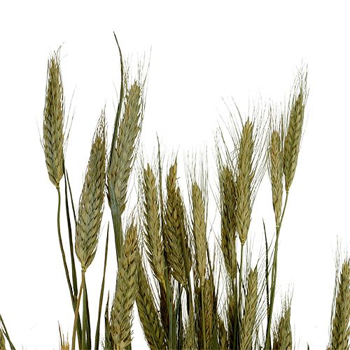 Artikel Bygkorn dekoration tør dekoration naturlig 80cm bundt 1 stk
