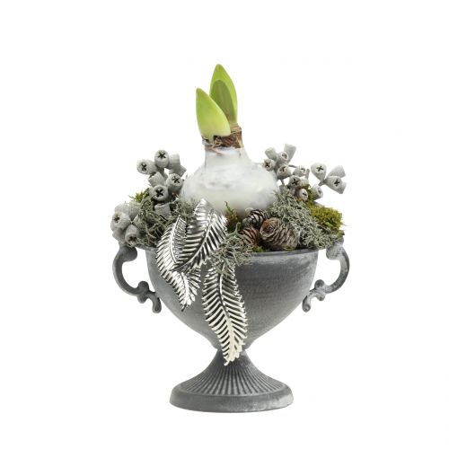 Floristik24 Eucalyptusfrugter voksede hvide 250g