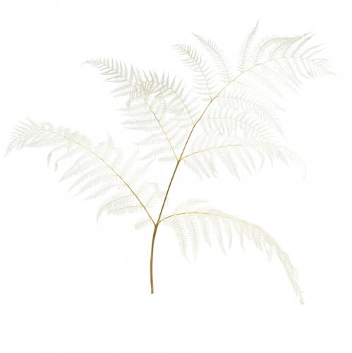 Tørret bregnedekoration bleget bragnebregne H75cm 10 stk