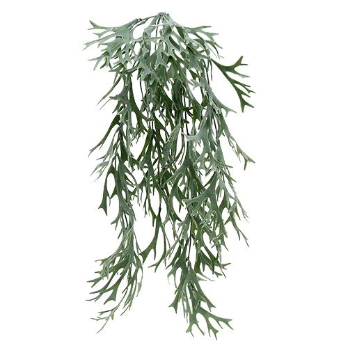 Gevirbregnsgrågrøn 60 cm