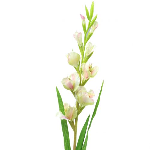 Floristik24 Gladiolus hvid 93cm