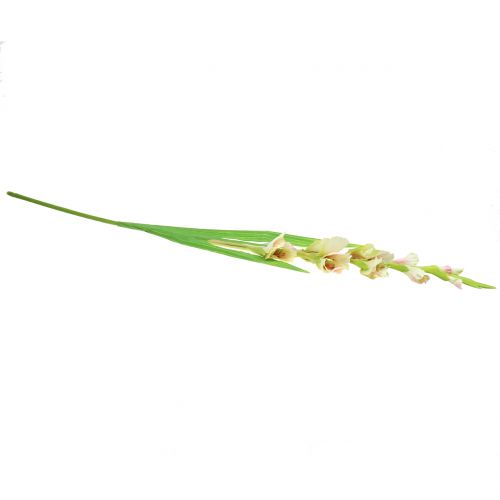 Floristik24 Gladiolus hvid 93cm