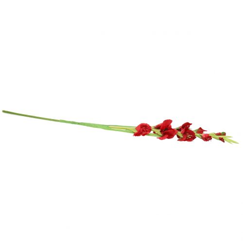 Floristik24 Gladiolus Rød 93cm