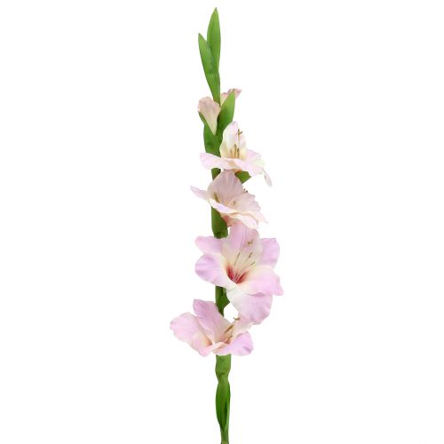 Floristik24 Gladiolus creme-lilla 86 cm