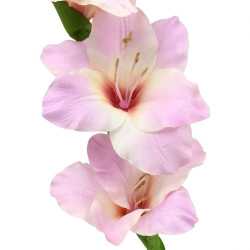 Artikel Gladiolus creme-lilla 86 cm