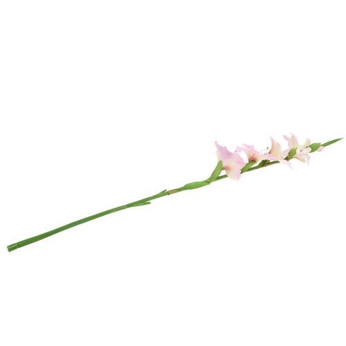 Floristik24 Gladiolus creme-lilla 86 cm