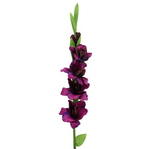 Floristik24 Gladiolus mørk lilla 86 cm