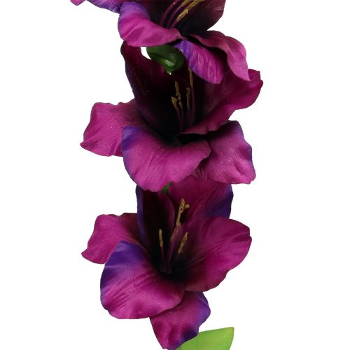 Artikel Gladiolus mørk lilla 86 cm