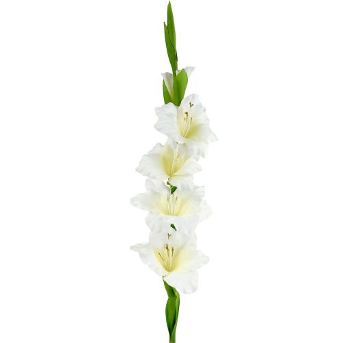 Floristik24 Gladiolus hvid 86 cm kunstig