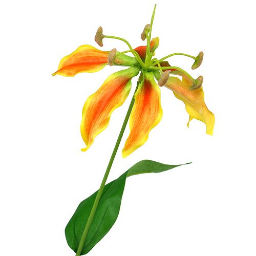 Floristik24 Gloriosa gren orange-gul 90cm 1p