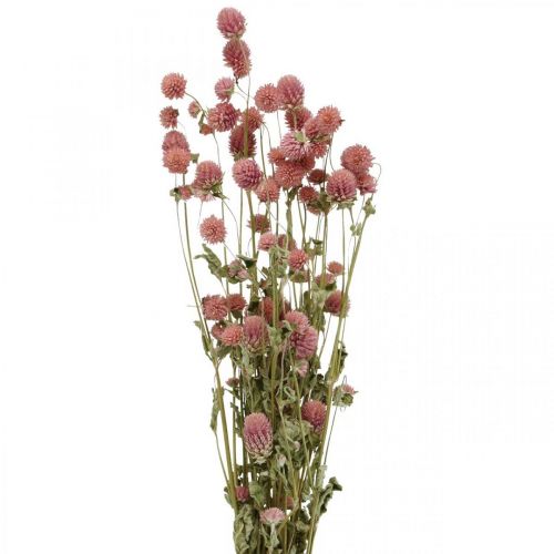 Floristik24 Ball Amaranth, Gomphrena Globosa, Sommerblomst, Tørblomst Pink L49cm 50g