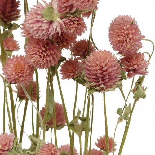 Floristik24 Ball Amaranth, Gomphrena Globosa, Sommerblomst, Tørblomst Pink L49cm 50g