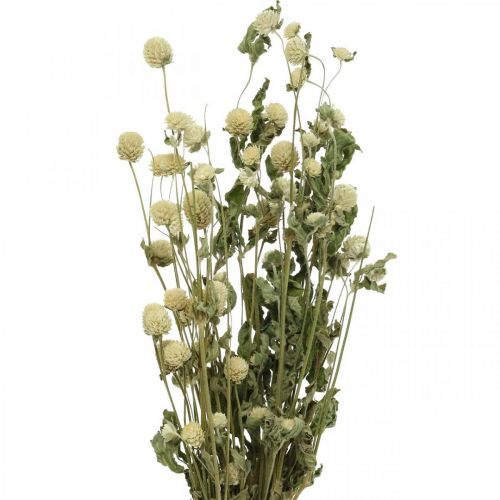 Tørret blomst, Globe Amaranth, Gomphrena Globosa Hvid L49cm 45g