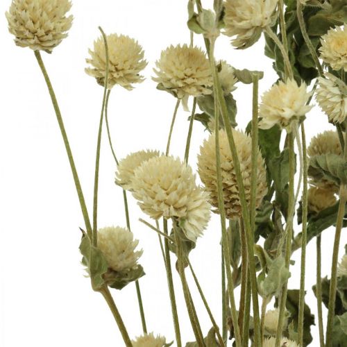 Tørret blomst, Globe Amaranth, Gomphrena Globosa Hvid L49cm 45g