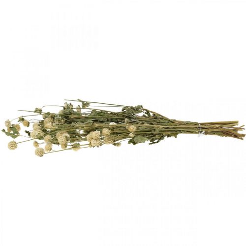 Floristik24 Tørret blomst, Globe Amaranth, Gomphrena Globosa Hvid L49cm 45g