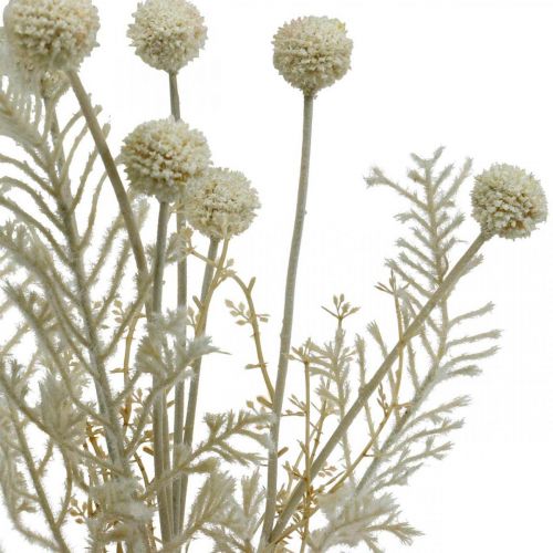 Artikel Tørt græs kunstigt pampasgræs allium creme, beige H60cm