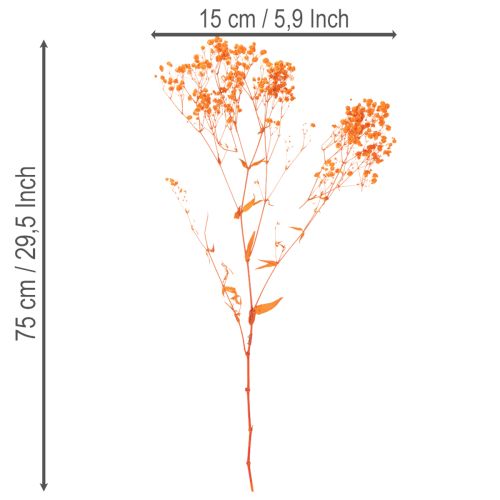 Tørrede blomsterbuket med babyånde Gypsophila 75 cm 100 g | Floristik24.dk