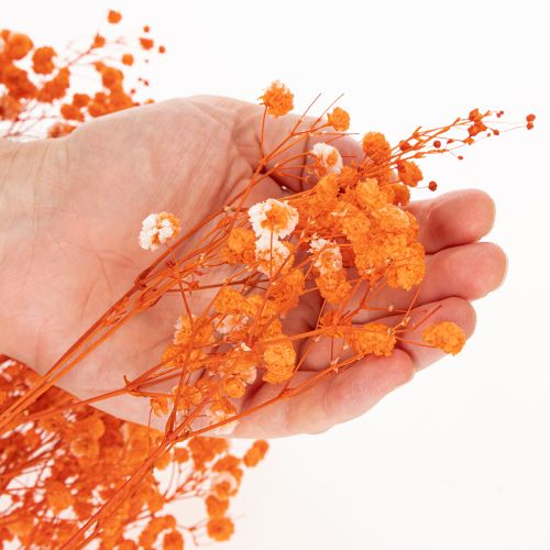 Tørrede blomsterbuket med babyånde Gypsophila 75 cm 100 g | Floristik24.dk