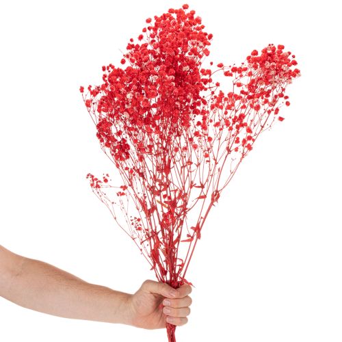 Tørret babyånde (Gypsophila) bundt 75 cm 100 g | Floristik24.dk