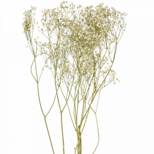Tørret Gypsophila, Dry Floristics, Gypsophila Hvid L64cm 20g