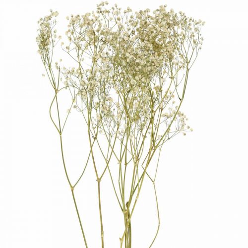 Floristik24 Tørret Gypsophila, Dry Floristics, Gypsophila Hvid L64cm 20g