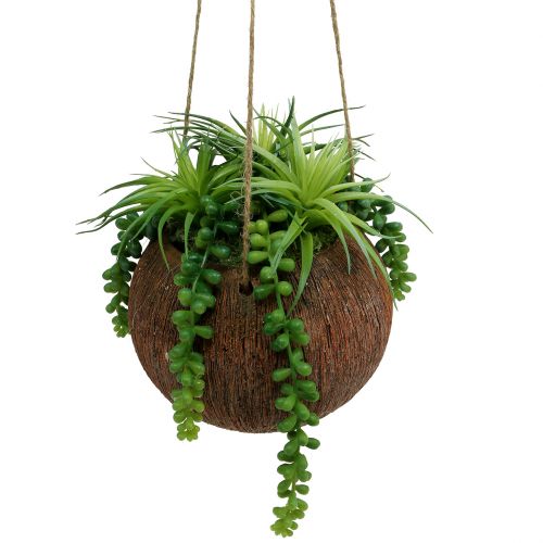 Floristik24 Hængende planter sukkulenter i en pot L60cm Ø16cm