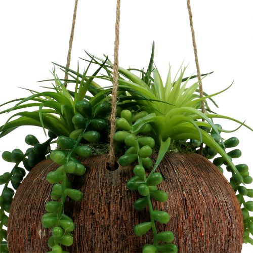 Floristik24 Hængende planter sukkulenter i en pot L60cm Ø16cm