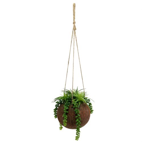 Floristik24 Hængende planter sukkulenter i en pot L60cm Ø16cm