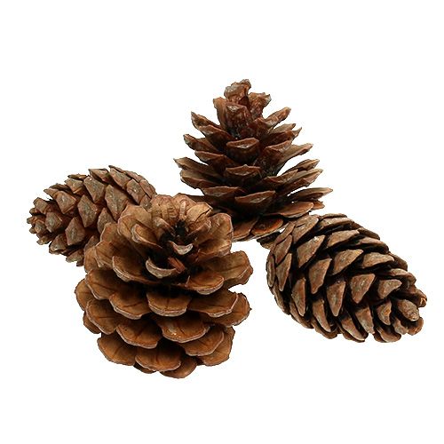 Halepensis kegler naturlig 5kg
