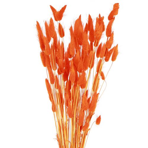 Floristik24 Kaninhalegræs Lagurus Tørret Orange 50-60cm 50g