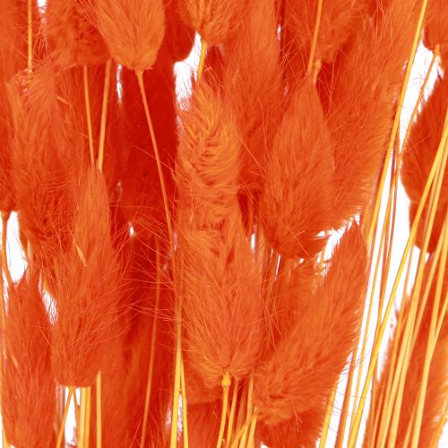 Artikel Kaninhalegræs Lagurus Tørret Orange 50-60cm 50g