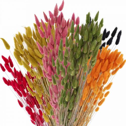 Artikel Hare&#39;s Tail Græs Lagurus Tørret Farvet 60cm 50g