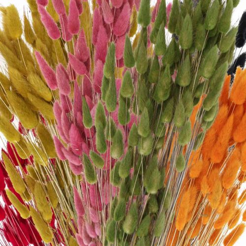 Artikel Hare&#39;s Tail Græs Lagurus Tørret Farvet 60cm 50g