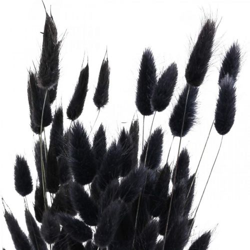 Artikel Hare&#39;s Tail Grass Lagurus Tørret Sort 60cm 50g