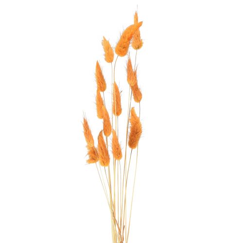 Artikel Hare&#39;s Tail Græs Lagurus Tørret Abrikos 55-60cm 50g