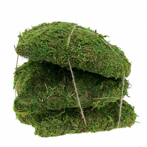 Floristik24 Moshjertergrøn 20 cm 3stk