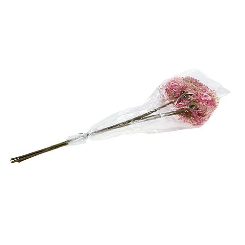 Floristik24 Ældreblomstgren lyserød-hvid L 55cm 4stk
