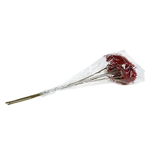 Floristik24 Ældeblomgren rød 55 cm 4stk