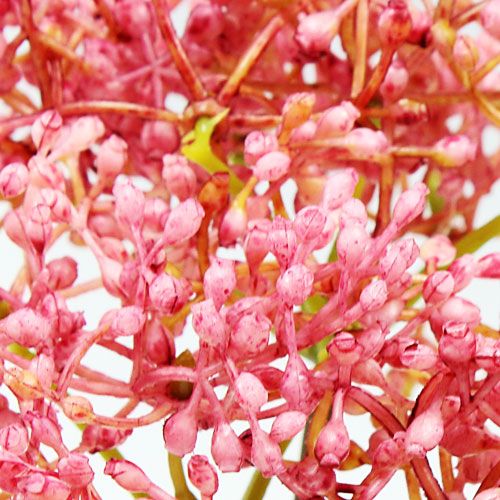 Floristik24 Ældreblomst gren lyserød 54,5 cm 4stk