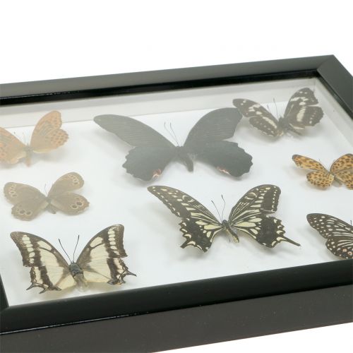 Artikel Showcase sommerfugl 28 cm x 25 cm