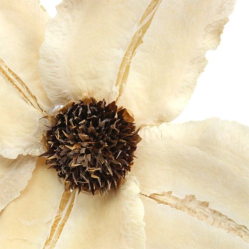 Artikel Træblomst som prop, bleget Ø9-12cm L45cm 15 stk.