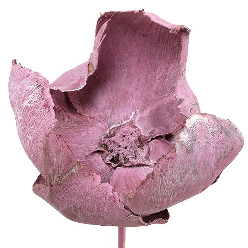 Floristik24 Træblomst, palmekopblanding pink-erika 25 stk