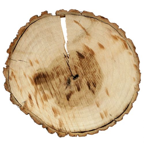 Floristik24 Træskive natur 20cm 2 stk