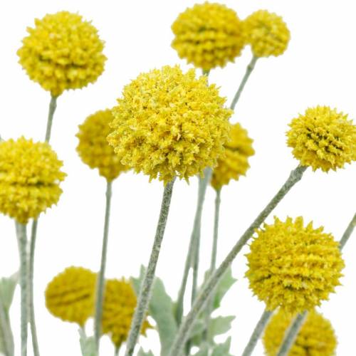 Floristik24 Drumstick Gule kunstige Craspedia Silke Blomster