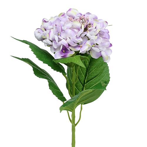 Floristik24 Hortensia lilla-hvid 60cm