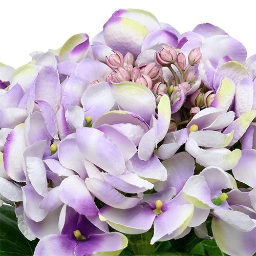 Floristik24 Hortensia lilla-hvid 60cm