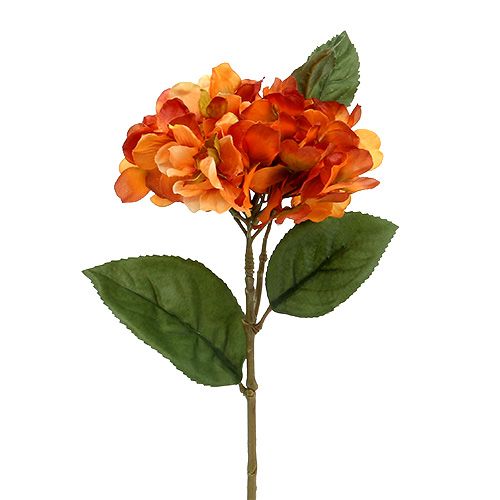 Floristik24 Hortensia orange 30cm 3stk