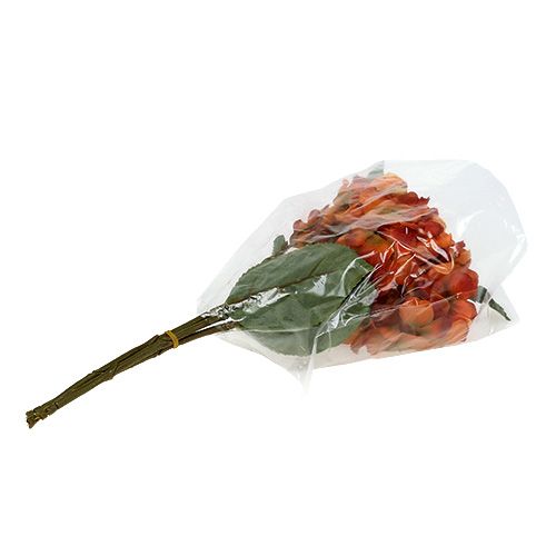 Floristik24 Hortensia orange 30cm 3stk