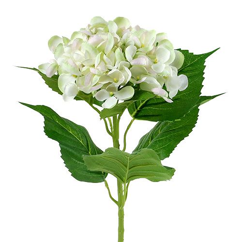 Hortensia hvid-grøn 60cm | Floristik24.dk