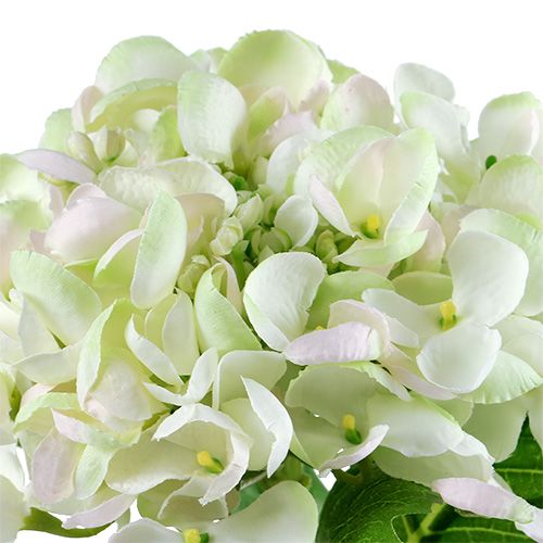 Hortensia hvid-grøn 60cm | Floristik24.dk